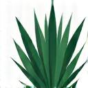 Icona di una pianta di agave, simbolo delle piante resistenti alla siccità.